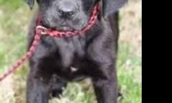 Chocolate Labrador Retriever - Ready Sat., Mar. 9th - Large
Dogs Name: Sketch. This gorgeous pup was recently rescued from a high kill shelter. He/She will first be ready to meet and/or adopt at our shelter on SATURDAY, MARCH 9th. Please fill out an