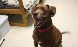 Chocolate Labrador Retriever - Sadie - Large - Adult - Female
SADIE CHOCOLATE LABRADOR RETRIEVER MIX CHOCOLATE ARRIVED 12/07/12 @ 50 LBS @ SIX-YEARS-OLD FEMALE Sadie is a great dog that is very energetic and playful. She was surrendered with her companion