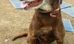 Chocolate Labrador Retriever - Spencer*reduced Fee*
Hi, my name is Spencer! I'm a big, handsome, 8-9 year old, neutered male, brown and white lab/hound mix. I'm friendly and cheerful and I love to be petted and cuddled. I like other big dogs, but I'm not