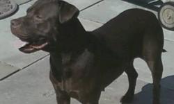 Chocolate Labrador Retriever - Sue - Medium - Adult - Female
Hi! My name is Sue and I am a three-year old chocolate lab/staffie mix looking for a forever home. I am very sweet and really like meeting people. I am well behaved too, knowing many commands.