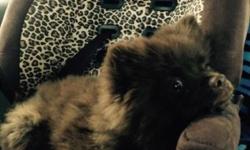 4 month old CKC Pomeranian needs a new home. He's all chocolate brown with a little white on his chest and toes. Percy is a sweet heart, he plays well with other dogs and children. UTD on shots, deworming, flea and tick treatments. Please contact me with