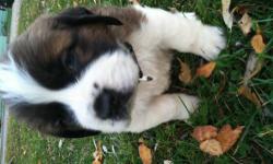 Chocolate is pure breed AKC registered puppy. His colors are brown, black, and white. Friendly with children and pets