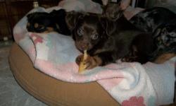 Sweet and cute little dapple Doxie girl...Born Sept 17. Registered with CKC. Will be ready when 8 weeks old.They are raised inside ,handled everyday,and spoiled rotton. We also have pet cats .Will have had two vet visits and two vaccines, wormed and