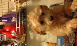 toy poodle pups, choc. males, also apricot, black.
$600 firm reserve now/ deposit will hold until old enough to go