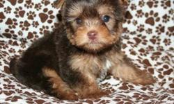 I have 1 male Chocolate biro carrier Yorkshire Terrier available charting 4- 4 1/2 Lbs. as an adult or less. Mom weighs 4.9 Lbs and Dad weighs 4.5 Lbs. Dad has champion bloodlines and both parents live with me. My puppies are born and raised inside my