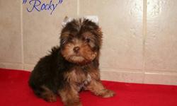 I have 2 male Chocolate biro carrier Yorkshire Terriers available charting 4 1/2 Lbs. as an adult or less. Mom weighs 4.9 Lbs and Dad weighs 4.5 Lbs. Dad has champion bloodlines and both parents live with me. My puppies are born and raised inside my home