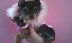 tia is a real doll she is tiny and very sturdy and healthy she has all 4 puppy shots done and rabies she is born 5/27 and now ready ti go she was held due to her size she is estimated only 2 lbs grown if you are interested please call 631 579-9434 im