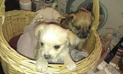 One female black and tan and one male blonde Chorkie pups. 6 weeks old will have shots and vet checked when released to their new families. Here is a description of what a Chorkie is Chorkies are a cross between a Chihuahua and a Yorkie Characteristics