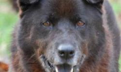 Chow Chow - Boots - Large - Adult - Male - Dog
Boots is a 5 year old chow mix. He's housebroken, UTD with shots, and neutered. He wants to be the only dog. He is an excellent people dog that likes belly rubs.
CHARACTERISTICS:
Breed: Chow Chow
Size: Large