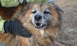 Chow Chow - Greg - Large - Senior - Male - Dog
Greg is a handsome 10 year old boy that came from the Cayman Islands, his owners had left the island and just left him there to fend for himself. He likes kids and other dogs and is just a joy to be around.
