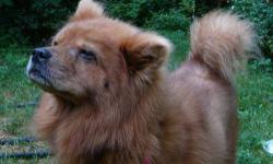Chow Chow - Lady Happy Girl! - Medium - Young - Female - Dog
Meet Lady , she is so friendly and playful! she loves affection and gives kisses. she is young between 1 1/2-2 yr old . she walks well on a leash, is great in the car and is good with dogs (not