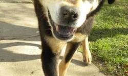 Chow Chow - Perro*reduced Fee* - Large - Senior - Male - Dog
Hi, my name is Perro! I'm a handsome, 9-10 year old, neutered male, black and tan chow/shepherd mix. I'm friendly and outgoing and I love to go for walks. I don't like other dogs, but I love
