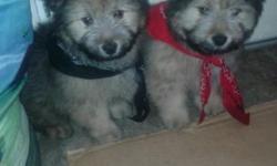 Hi.. we have 2 chow puppies left to find homes for. They are 9 weeks of age. 2 boys left. The puppy have received their vaccines and have seen a vet already. We have shot record that we will give you along with some food. Send us an email if you're
