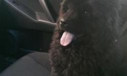 I have an adorable 5mth old black chow chow who is very energetic and good with people once she gets to know u... her name is Sophie and she is full of life and very fluffy. She's still small in size and seeks a lot of attention that we can't give her.