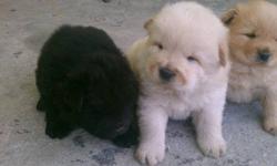 Puppies were born 4/15/13 Taking deposits Now. Dam and Sire Beautiful Great Temperment. Dam is Blue. Sire is Cream. Puppies are Cream, Cinnamon, and Black. Please Email me if interested. [email removed]. Thankyou. All buyers will be screened.