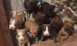 5 Week old Pitbull puppies for sale. They won't be ready for another 2 weeks. I own both parents, and they are home raised and friendly. Text me for any questions.
