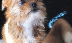 Meet Bandit, a male Jarkie..A Japanese Chin Yorkshire Terrier mix.
DOB 3-14-14, He is red and white and absolutely adorable.
He is paper trained ,kid friendly, and gets along great with other animals.
He is up to date on his shots.