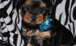 . We are a small, home based hobby breeder, located in the mountains of New York State. We have spent several years raising healthy,Yorkshire Terrriers, as well as Japanese Chins and coming soon, the much sought after Morkie. We can ship for an additional