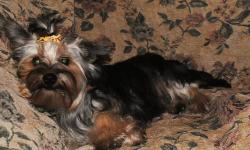 . We are a small, home based hobby breeder, located in the mountains of New York State. We have spent several years raising healthy,Yorkshire Terrriers, as well as Japanese Chins and coming soon, the much sought after Morkie. We can ship for an additional