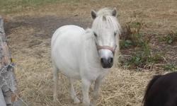 Pinkie Pie is a Beautiful 5 year old 32" Cream Colored Miniature mare with long mane and tail.
She is Very Fancy and is a very nice little horse, sweet and loving!
Would make a great driving horse as she has a lot of get up and go!
Handled by a 12 year