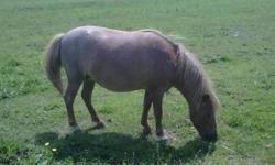 Juliet is a 10 year old 32" Red roan Miniature mare with long strawberry blonde mane and tail. Very nice little horse, sweet and loving! She likes to run up and greet you! Juliet should be Bred to a Black&white Stallion for a 2013 April/May foal. She is