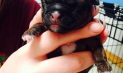 Newborn pups be ready in March 1 female and 4 males
This ad was posted with the eBay Classifieds mobile app.