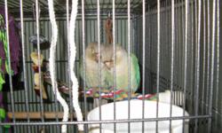 George & Gracie are 2 Cinnamon/Turquoise Green Cheek Conures. They're clutch-mates and are very bonded so they can't be separated. They're not DNA'd. They're 4 months old, just starting to talk and mimic. They step up and love to hang out on your