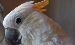 very nice full feather female 4 years young talking and loves attention.Asking 700 without cage 800 with kings cage .The Citron-crested Cockatoo is critically endangered. Its numbers in the wild have declined due to habitat loss and illegal trapping.So