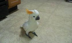 I have a 1 year old citron cockatoo. she is very friendly. In perfect feathering. she will be rehomed with a new large black cage, toy's and anything else she has. serious inquiries only. asking $600. my pc isn't letting me download pics