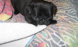I have 1 left out of a litter of 7..she is a CKC Black Female Pug Puppy....Very affectionate and sweet..Great disposition..Call 315-598-6400..