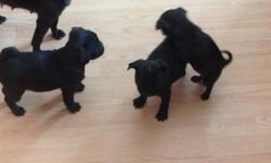 3 CKC registered black pug puppies, 2 male, 1 female. Born New Years day. Include first shots.parents on premises. Call, text or email [email removed] 6075922825