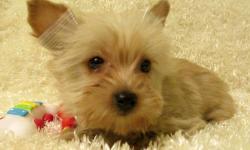 This little boy is Tony ,he's looking to be 5 1/2 lbs. full grown.
Has nice thick hair and a cobby body ,short legs and nose ,Blonde is one the new colors in Yorkies ...very pretty ...
AKC $1500. w/breeding rights...
Call or text any time 570-396-3697 Pam