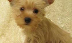 Tobby is a Blonde Yorkie ,one of the news colors of Yorkies ..very pretty.
He will be about 7 lbs. full grown ,he has nice thick hair with a sweet face ,very healthy happy little guy ,
AKC papers and Breeding rights $1500.
Call or text any time
