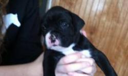 I have 1 CKC registered boxer baby left. He is ready to go! He has been wormed, and had his first shot, tail docked and dew claws have been removed. He is black with white markings. Very intelligent, as he was the brains of the litter. He was 1 of 10. Mom
