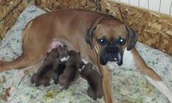 CKC Boxer puppies taking deposits of 200.00 that is NON REFUNDABLE. Born June 8th 2013 will not let go to new homes until August 3rd 2013. Puppies will have first shots, deworming, vet checked and health record. This was mommy's first litter, she is CKC