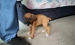 2 fawn boxer pups left one male and one female $600 each . They are 8 weeks old and ready to go to their forever home. UTD on shots and have been dewormed.