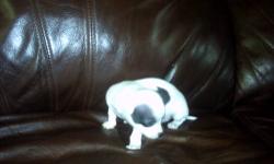 selling 2 male ckc chihuahua puppies,will have first vet check,ready to go. 400 dollars,please caLL 585-519-3010