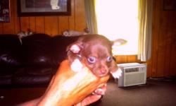 selling 1 female an 1 male ckc chihuahua puppy, they have ckc papers an have had 1st vet check,shots, an wormed, ready to go, selling for 500 each,father an mother on premises,please call 585-519-3010, thanks