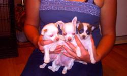 i have 2 female chihuahua puppies for sale, ready to go on september 12th, they will have first vet check, wormed an first shots,very addorable,please call 585-519-3010, if no answer please leave message an i will call you back, thanks,350.00 dollars each