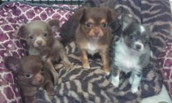 I have 3 adorable Chihuahua puppies that are still available that were born on August 26, 2014. Two males and one female. The female is a long haired black. The two males are short haired, 1 is chocolate and 1 is black/white/tan. Mom is double registered