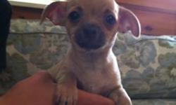 CkC chihuahua puppies for sale by breeder. 4 puppies left 6 weeks old
for more info call 845-597-0142
