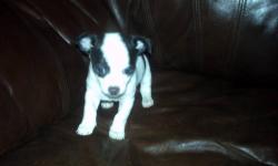 i am selling a ckc male chihuahua puppy,he has had first health check,wormed an ready for new home,please call 585-519-3010 ,cash only,will not except checks, thanks