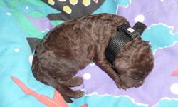 We have two beautiful baby chocolate female pups. They are very curly. If your looking for a complete non-shedding and hypo-allergenic dog that has the wonderful Lab personality, one of these two are for you. One slightly darker than the other. I call