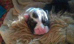 Ckc English bulldog white with brindle patches awesome markings born Oct 14 ready Dec 15 but can hold for Christmas takin.g deposit now