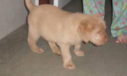 We have one beautiful apricot labradoodle male left. He has dew claws done and up to date on shots and wormer. Will be ready to leave at eight weeks on March 6th. Check out our website at www.ottercreekboxersanddoodles.weebly.com
He comes with CKC puppy
