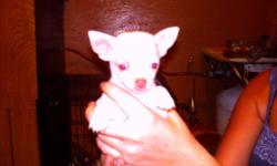 i have 2 female chihuahua puppies for sale, ready to go on september 12th, they will have first vet check, wormed an first shots,very addorable,please call 585-519-3010, if no answer please leave message an i will call you back, thanks,500 dollars each