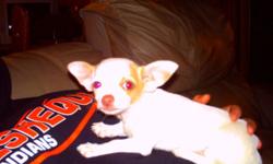 for sale 1 ckc chihuahua puppy, has first vet check, ready to go 300 dollars,please call 585-519-3010