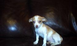 im selling 1 ckc male chihuahua,had first vet check,ready to go, please call 585-519-3010,cash only,no checks