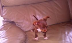 im selling a ckc male chihuahua puppy, he has had health check,wormed an shots,he is 8 weeks old,comes with ckc papers ,parents on premises,300dollars,cash only, please call 585-519-3010 thanks