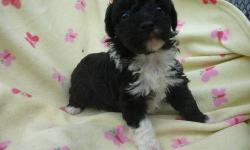 A beautiful litter of Poodle puppies arrived June 7th.
Mom is akc & a silver and white tuxedo and dad is ckc & a black and white tuxedo. Very nice conformation on these puppies.
We have 3 boys... ONE , black with 4 white feet, chest and COLLAR ( PIX #
